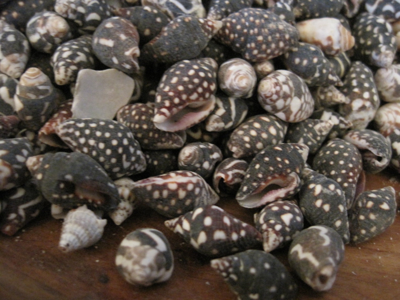 Black Dove Snail Shells 150 Coastal Home Decor Seashells Etsy