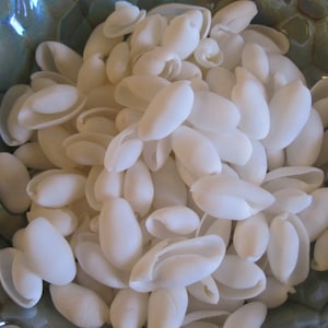 May include: A bowl filled with white seashells. The shells are smooth and oval-shaped, with a pearly sheen.