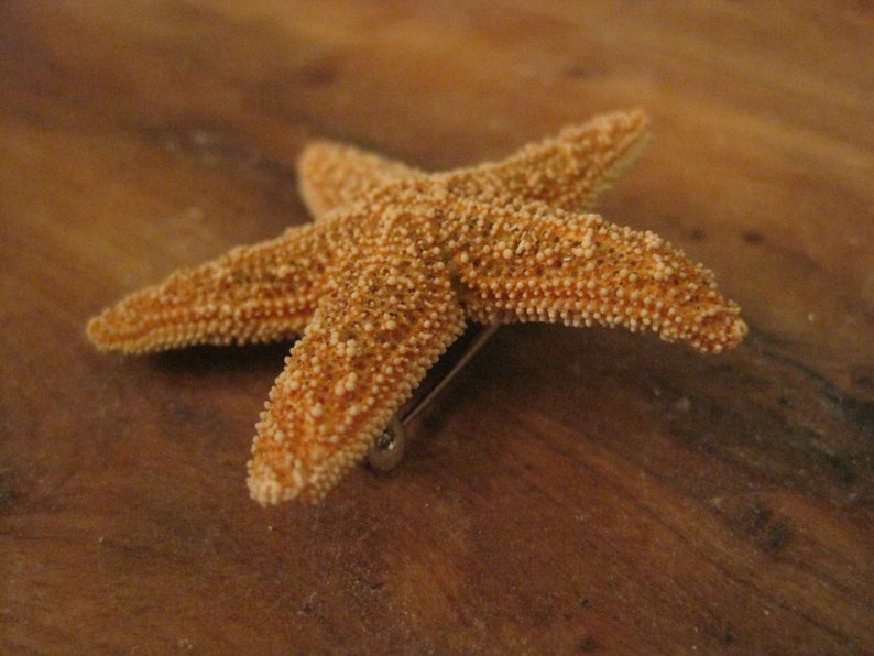 Small Sugar Starfish Boutonniere Beach Wedding Groom Accessories Best Man Boutonnieres Starfish Boutonniere Groomsmen Attire image 2