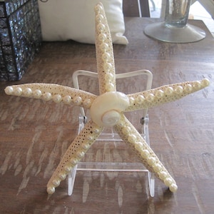 Beach Decor Starfish - Embellished Starfish with Pearls and Shells - Decorated Starfish
