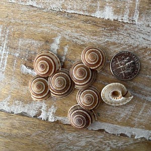 Puede incluir: Una colección de pequeñas conchas marinas marrones y blancas con un patrón en espiral. Las conchas están dispuestas sobre una superficie de madera con una moneda de diez centavos de dólar estadounidense para la escala.