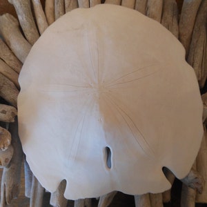 Beach Decor Gulf Sand dollar - Coastal Home Decor - Seashells - Seashell Supply - Beach Wedding