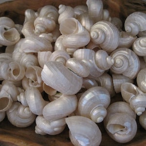 White Pearl Turbo Shells (6 PC) - Craft Shells - Beach Wedding - Nautical Decor - Beach Decor - Coastal Home Decor - Pearlized Shells