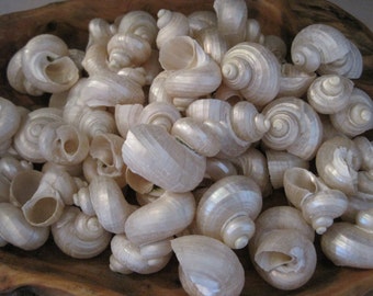 White Pearl Turbo Shells (6 PC) - Craft Shells - Beach Wedding - Nautical Decor - Beach Decor - Coastal Home Decor - Pearlized Shells