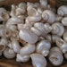 see more listings in the Seashells/Starfish section