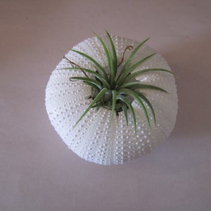 Puede incluir: Una concha de erizo de mar blanca con una pequeña planta de aire verde creciendo en su interior.