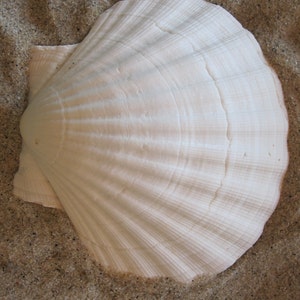 May include: A large, white scallop seashell with a fan-like ribbed texture. The shell is resting on a bed of fine, light-brown sand. The shell's surface has subtle variations in color and texture.