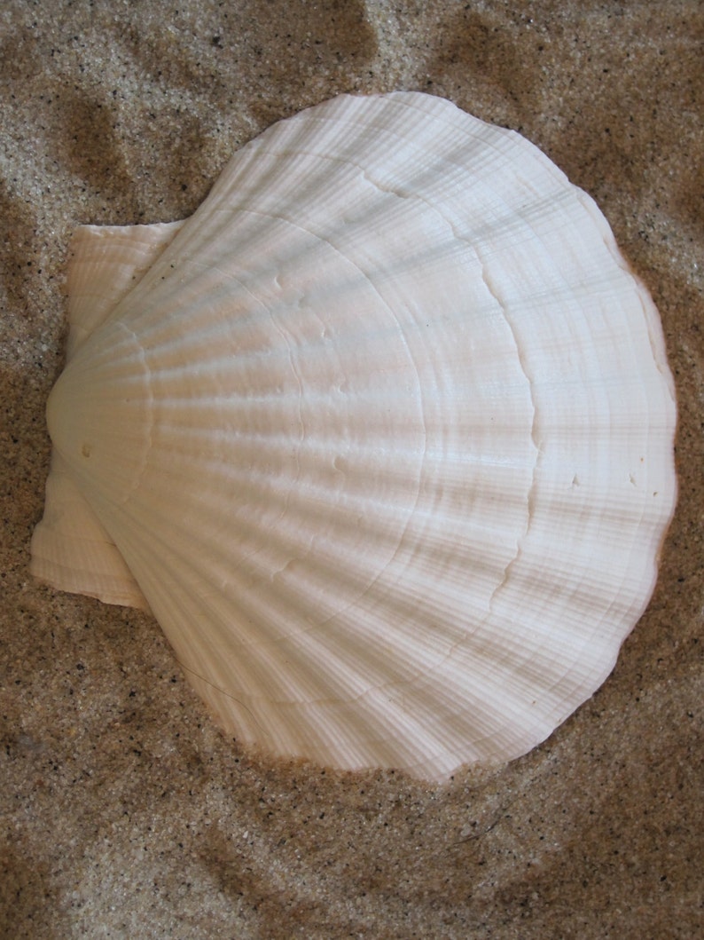May include: A large, white scallop seashell with a fan-like ribbed texture. The shell is resting on a bed of fine, light-brown sand. The shell's surface has subtle variations in color and texture.