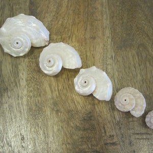 Pearl Delphinula Shells - (6 PC) - Delphinula Shells - Creamy Polished Shells - Beach Wedding - Craft Seashells - Coastal Home Decor