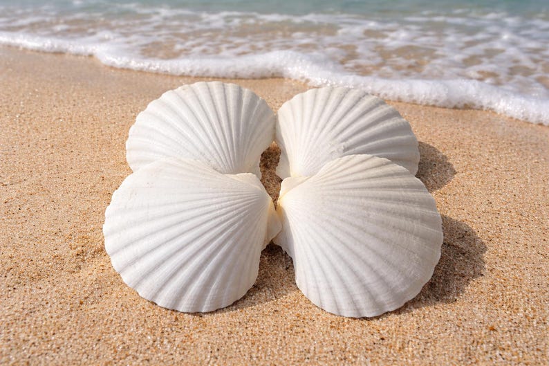 May include: Four white scallop shells arranged in a circle on a sandy beach. The shells have a ribbed texture and are near the edge of the water, with gentle waves in the background.