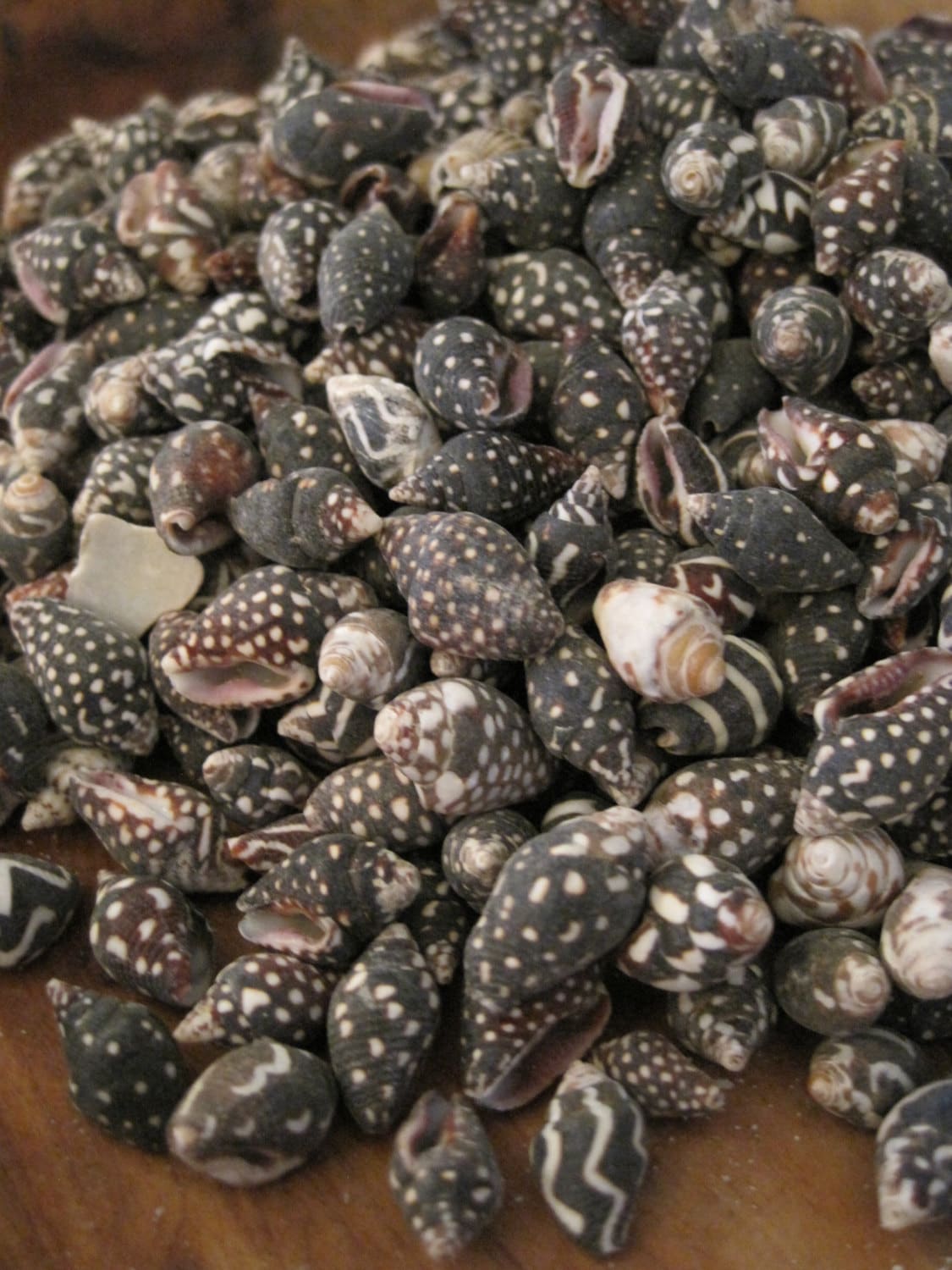 Black Dove Snail Shells 150 Coastal Home Decor Seashells Etsy