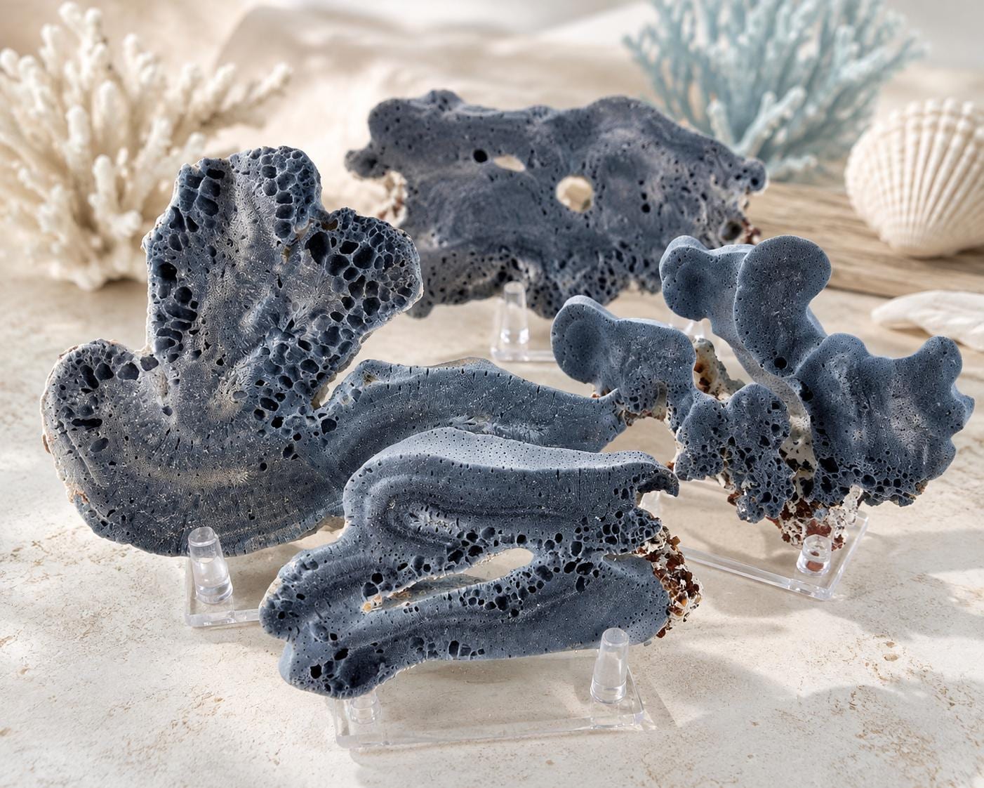 Natural Coral Stand - Etsy