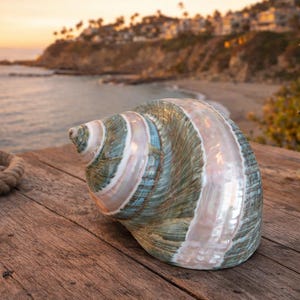 Beach Decor Large Polished Green Banded Snail Shell - Turbo Snail Shell - Seashells - Coastal Home Decor - Seashells - Beach Wedding image 1