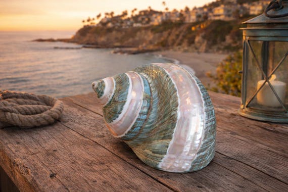 Beach Decor Large Polished Green Banded Snail Shell - Turbo Snail Shell - Seashells - Coastal Home Decor - Seashells - Beach Wedding