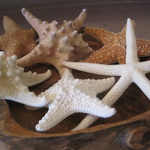 Mixed 6 PC Starfish Collection White Starfish Knobby Sugar Natural Starfish Seashells Coastal home decor Shell Supply image 2