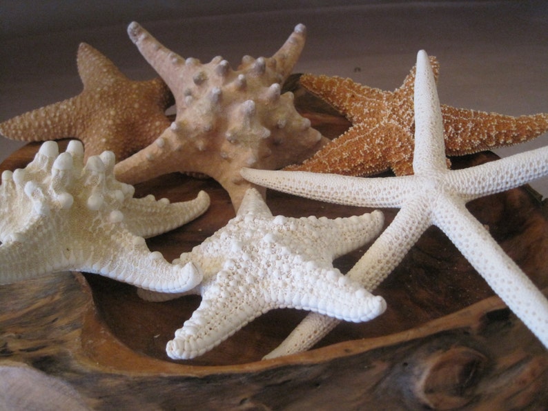 Mixed 6 PC Starfish Collection White Starfish Knobby Sugar Natural Starfish Seashells Coastal home decor Shell Supply image 2