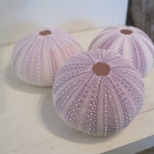 Beach Decor Purple Sea Urchins 3 pc Natural Seashells Coastal home decor Seashell Supply image 1