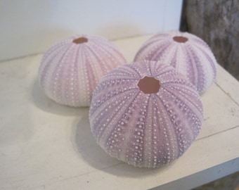 Beach Decor Purple Sea Urchins (3 pc) - Natural Seashells - Coastal home decor - Seashell Supply