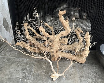 Rare Cream Sea Fan Extra Large 25" W x 17" H (1 pc) - Coastal Home Decor - Reef Coral - Seashells - Beach Decor - Beach Wedding - Sea Fans