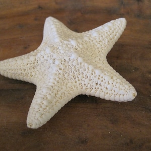 White Common Starfish Barrette - Beach Wedding - Starfish Hair Clip - Beach Hair Accessories - Bridesmaid Gifts - Bride Hair - Mermaid Hair