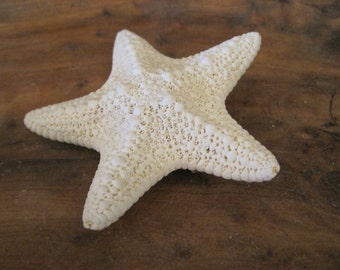 White Common Starfish Barrette - Beach Wedding - Starfish Hair Clip - Beach Hair Accessories - Bridesmaid Gifts - Bride Hair - Mermaid Hair