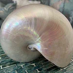 Polished Nautilus Shell - Large Nautilus Shell - Pearlized Nautilus - Coastal Home Decor - Seashells - Beach Wedding - Seashell Supply
