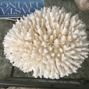 Beach Decor Table Coral Coral Seashells Beach Decor Coastal Home Decor Natural Coral Seashells, Shells image 6