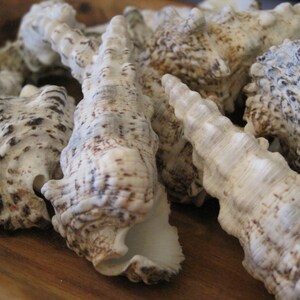 Knobby Cerithium Shells (3) - Seashells  - Seashell Supply - Beach Wedding - Craft Seashells - Coastal Home Decor