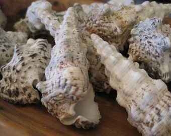 Knobby Cerithium Shells (3) - Seashells  - Seashell Supply - Beach Wedding - Craft Seashells - Coastal Home Decor