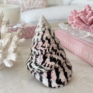Polished Strawberry Trochus Shell  - Coastal Home Decor - Colorful Seashells - Beach Wedding - Seashell Supply - Beach House - Accent Shell