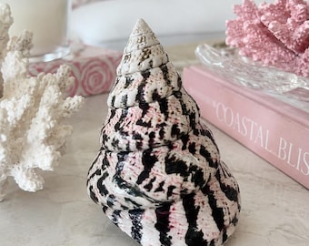 Polished Strawberry Trochus Shell  - Coastal Home Decor - Colorful Seashells - Beach Wedding - Seashell Supply - Beach House - Accent Shell
