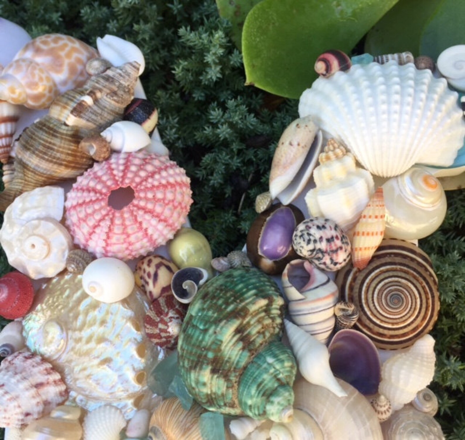 Beach Decor Shell Letter m Colorful Shell - Etsy