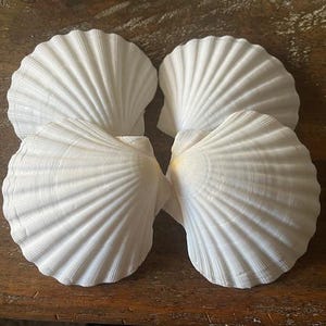 May include: Four white scallop shells arranged on a wooden surface. The shells have a ribbed texture and a fan-like shape. The shells are a bright white color, and the wood has a warm, brown tone. The shells are a decorative item.