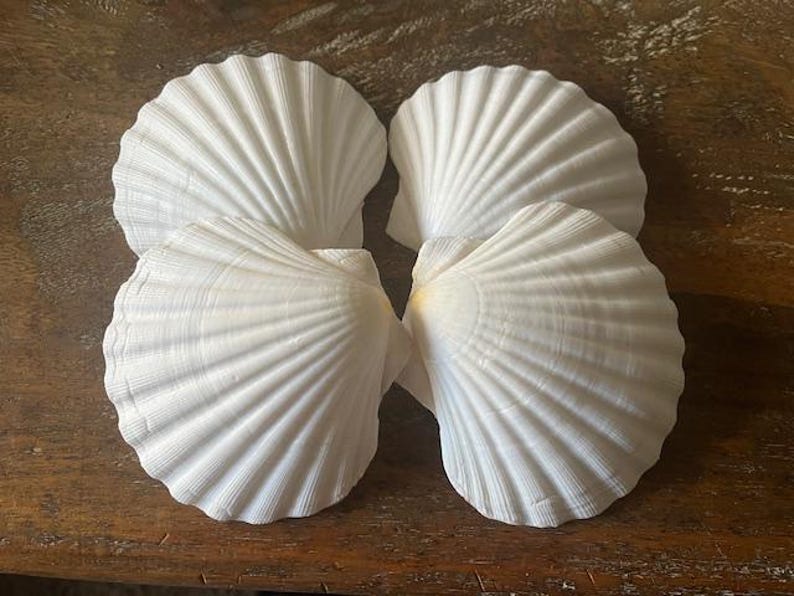 May include: Four white scallop shells arranged on a wooden surface. The shells have a ribbed texture and a fan-like shape. The shells are a bright white color, and the wood has a warm, brown tone. The shells are a decorative item.