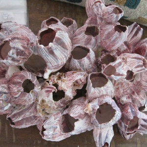 Puede incluir: Un grupo de percebes rosados y blancos, con una superficie rugosa y texturizada. Los percebes están dispuestos en un patrón natural y orgánico.