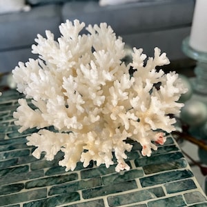 Puede incluir: Una rama de coral blanco con una estructura delicada y ramificada. El coral se muestra sobre una superficie de azulejos verdes.