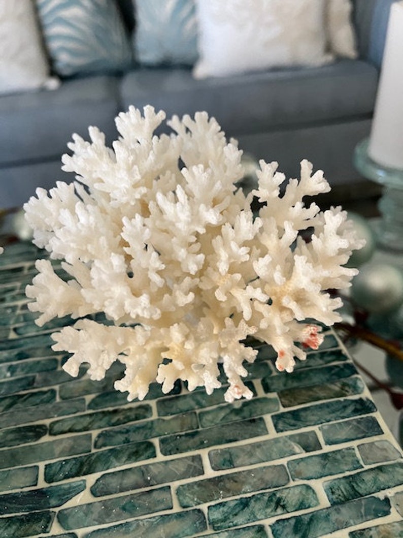 Puede incluir: Una rama de coral blanco con una estructura delicada y ramificada. El coral se muestra sobre una superficie de azulejos verdes.