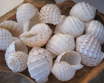 Beach Decor Seashells - Tonna Tessalata Shells (6) - Seashell Supply - Craft Seashells - Beach Decor - Beach Wedding - Nautical - Coastal