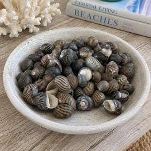Mixed Nerita Columbella Snails (50 pcs) - Coastal Home Decor - Seashells - Seashell Supply - Snail Shells - Brown Shells - Beach House Decor