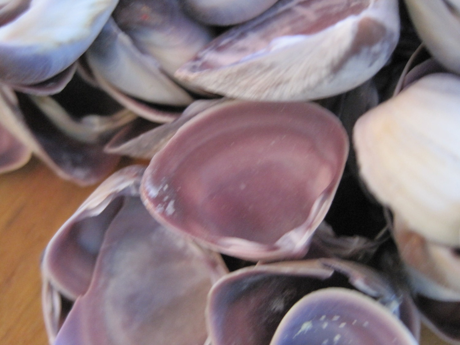 Purple Mini Clams 25 Seashell Supply Beach Wedding Etsy