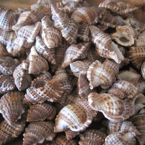 Bursa Bursa Seashells (15) - Schelpen - Schelpenvoorraad - Ambachtelijke schelpen - Woondecoratie kust