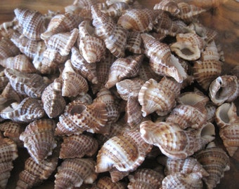 Bursa Bursa Seashells (15) - Shells - Seashell Supply - Craft Seashells - Coastal Home Decor