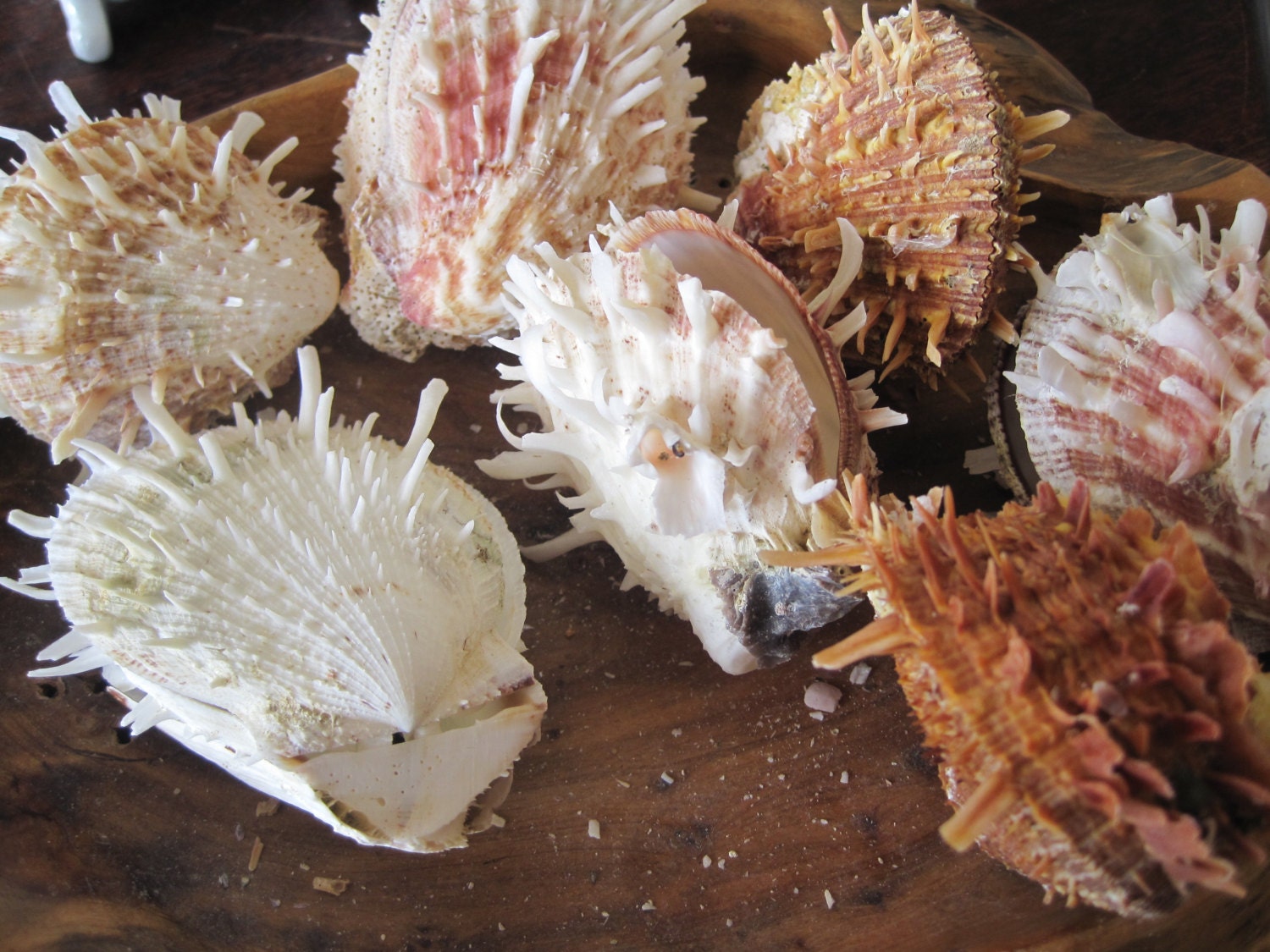 Pale White/brown/purple Spiky Spiny Oyster Shells 2 Shells | Etsy