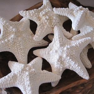 White Common Starfish (2 PC) - Small Starfish - Beach Wedding - White Starfish - Coastal Home Decor - Nautical Decor - Seashell Supply