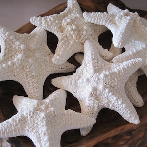 Tan/Orange Flat Starfish 2-2.5- Starfish - Craft Supplies