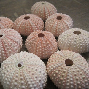 Beach Decor Pink Sea Urchins (4 PC) - Urchins - Natural Seashells - Coastal home decor - Seashell Supply - Colorful Urchins - Pink Shells