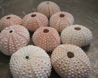 Beach Decor Pink Sea Urchins (4 PC) - Urchins - Natural Seashells - Coastal home decor - Seashell Supply - Colorful Urchins - Pink Shells