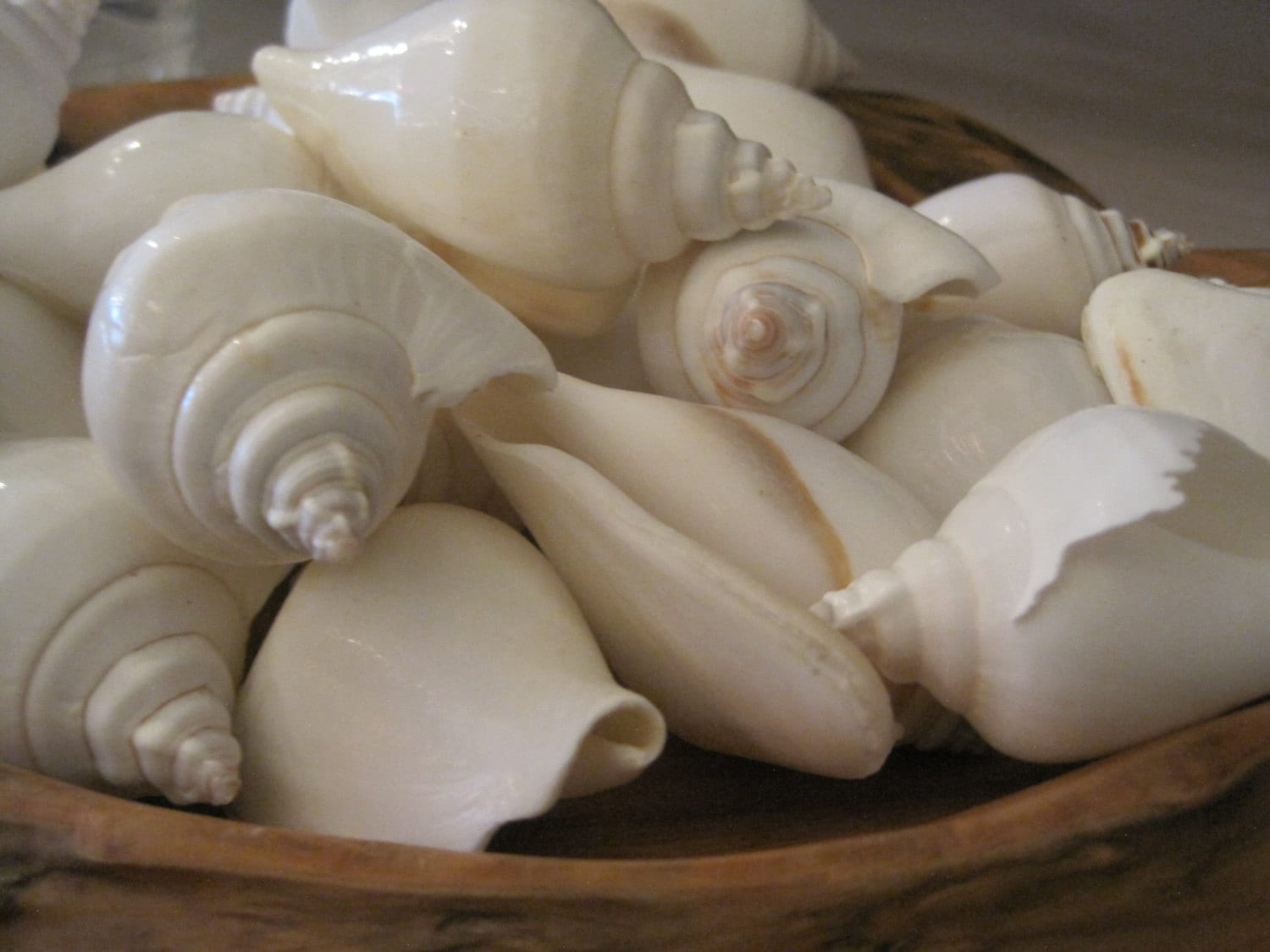 White Canarium Shells (6 Pcs) - Seashells - Beach Wedding - Craft ...