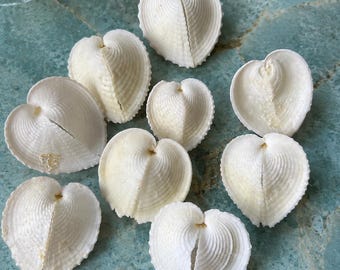 Bulk Imperfect Heart Cockle Seashells 1.50"  - 2" Choose 10/25/50/100 -Craft Shells - Beach Wedding - Coastal Home Decor - Valentines Shells