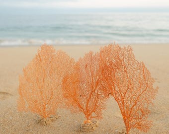 XL Natural (Real) Red Atlantic Sea Fan (1 PC)  10-14&quot; H - Coastal Home Decor - Natural Sea Fan - Reef - Coral -Beach Wedding -Beach Decor